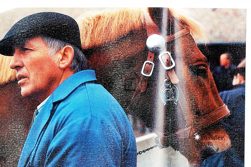 The rectangular buckle on the show bridle of the only Swiss horse breed, the Franches-Montagnes